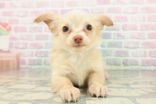 茨城県のチワックス(チワワ×ダックス) (Coo&RIKU水戸店/2025年12月1日生まれ/男の子/イエロー)の子犬の1枚目の画像