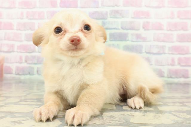 茨城県のチワックス(チワワ×ダックス) (Coo&RIKU水戸店/2025年12月1日生まれ/男の子/イエロー)の子犬の2枚目の画像