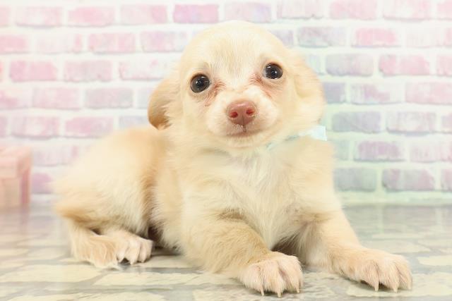 茨城県のチワックス(チワワ×ダックス) (Coo&RIKU水戸店/2025年12月1日生まれ/男の子/イエロー)の子犬の3枚目の画像