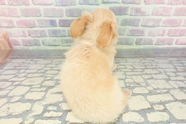 茨城県のチワックス(チワワ×ダックス) (Coo&RIKU水戸店/2025年12月1日生まれ/男の子/イエロー)の子犬の4枚目の画像