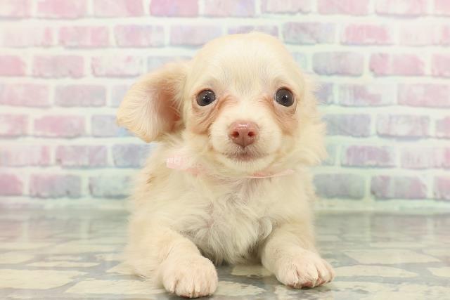 福島県のチワックス(チワワ×ダックス) (Coo&RIKU会津若松店/2025年12月1日生まれ/女の子/イエロー)の子犬の1枚目の画像