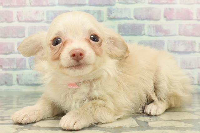 福島県のチワックス(チワワ×ダックス) (Coo&RIKU会津若松店/2025年12月1日生まれ/女の子/イエロー)の子犬の2枚目の画像