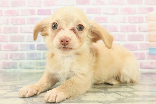 岩手県のチワックス(チワワ×ダックス) (Coo&RIKU岩手盛岡店/2025年12月1日生まれ/女の子/イエロー)の子犬の2枚目の画像