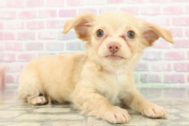 岩手県のチワックス(チワワ×ダックス) (Coo&RIKU岩手盛岡店/2025年12月1日生まれ/女の子/イエロー)の子犬の3枚目の画像