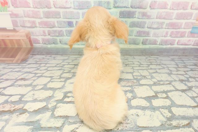 岩手県のチワックス(チワワ×ダックス) (Coo&RIKU岩手盛岡店/2025年12月1日生まれ/女の子/イエロー)の子犬の4枚目の画像