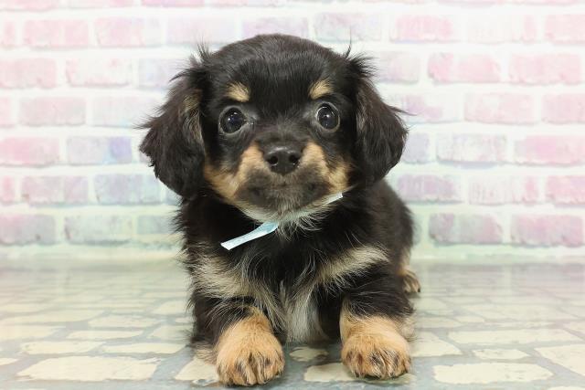 茨城県のチワックス(チワワ×ダックス) (Coo&RIKU日立店/2025年12月1日生まれ/男の子/ブラックタン)の子犬の1枚目の画像