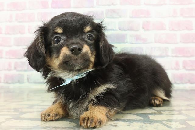 茨城県のチワックス(チワワ×ダックス) (Coo&RIKU日立店/2025年12月1日生まれ/男の子/ブラックタン)の子犬の2枚目の画像