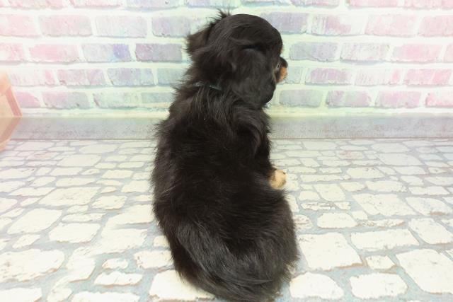 茨城県のチワックス(チワワ×ダックス) (Coo&RIKU日立店/2025年12月1日生まれ/男の子/ブラックタン)の子犬の4枚目の画像