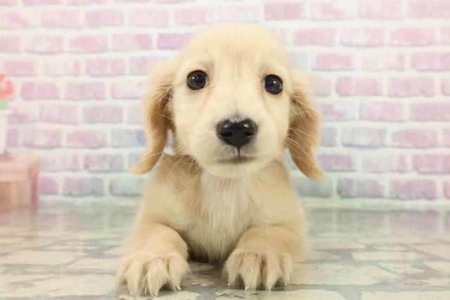 茨城県のミニチュアダックスフンド(ロング) (Coo&RIKU石岡店/2025年12月16日生まれ/男の子/イエロー)の子犬の1枚目の画像