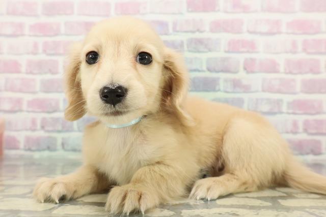 茨城県のミニチュアダックスフンド(ロング) (Coo&RIKU石岡店/2025年12月16日生まれ/男の子/イエロー)の子犬の2枚目の画像