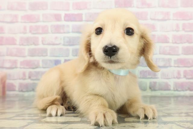 茨城県のミニチュアダックスフンド(ロング) (Coo&RIKU石岡店/2025年12月16日生まれ/男の子/イエロー)の子犬の3枚目の画像