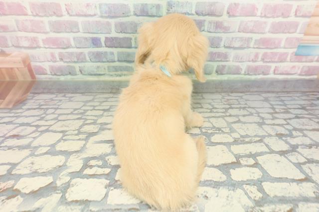 茨城県のミニチュアダックスフンド(ロング) (Coo&RIKU石岡店/2025年12月16日生まれ/男の子/イエロー)の子犬の4枚目の画像