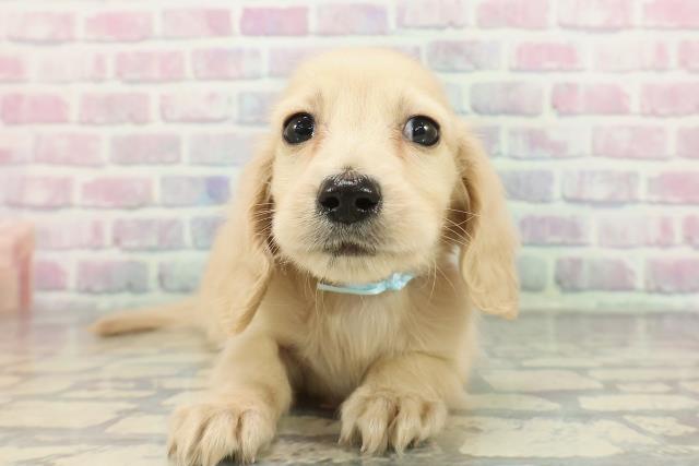 群馬県のミニチュアダックスフンド(ロング) (Coo&RIKU高崎店/2025年12月16日生まれ/男の子/イエロー)の子犬の1枚目の画像