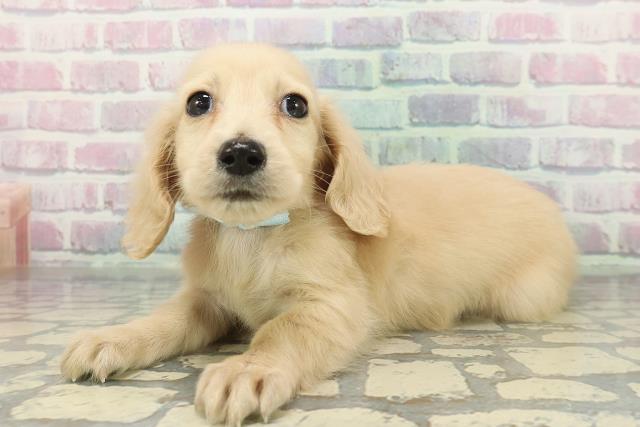 群馬県のミニチュアダックスフンド(ロング) (Coo&RIKU高崎店/2025年12月16日生まれ/男の子/イエロー)の子犬の2枚目の画像