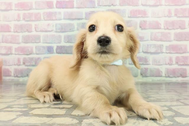 群馬県のミニチュアダックスフンド(ロング) (Coo&RIKU高崎店/2025年12月16日生まれ/男の子/イエロー)の子犬の3枚目の画像