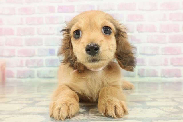 静岡県のカニンヘンダックスフンド(ロング) (Coo&RIKU静岡SBS通り店/2025年12月13日生まれ/女の子/レッド)の子犬の1枚目の画像