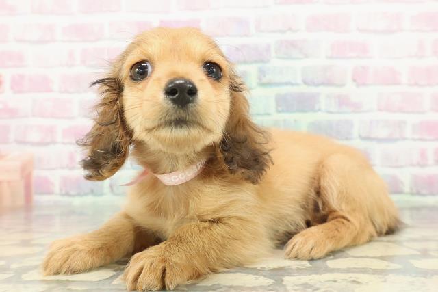 静岡県のカニンヘンダックスフンド(ロング) (Coo&RIKU静岡SBS通り店/2025年12月13日生まれ/女の子/レッド)の子犬の2枚目の画像