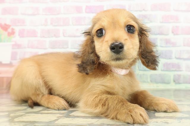 静岡県のカニンヘンダックスフンド(ロング) (Coo&RIKU静岡SBS通り店/2025年12月13日生まれ/女の子/レッド)の子犬の3枚目の画像