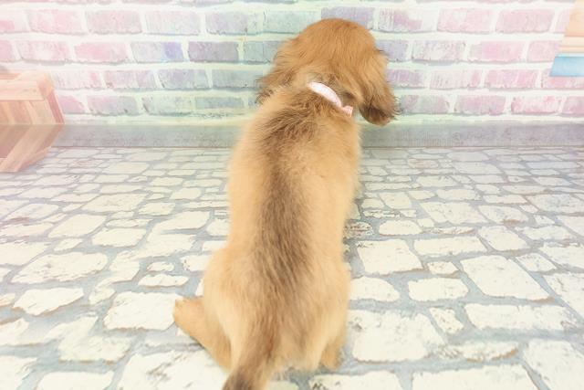 静岡県のカニンヘンダックスフンド(ロング) (Coo&RIKU静岡SBS通り店/2025年12月13日生まれ/女の子/レッド)の子犬の4枚目の画像