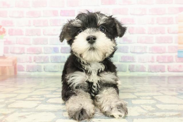 茨城県のシュナマル/マルシュナ(シュナウザー×マルチーズ) (Coo&RIKU石岡店/2025年12月16日生まれ/男の子/ブラックシルバー)の子犬の1枚目の画像