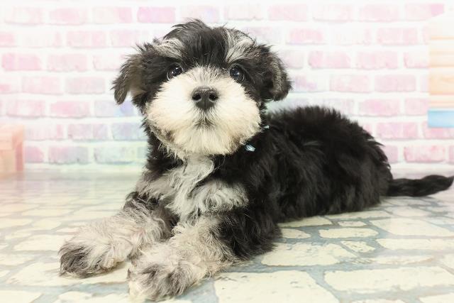 茨城県のシュナマル/マルシュナ(シュナウザー×マルチーズ) (Coo&RIKU石岡店/2025年12月16日生まれ/男の子/ブラックシルバー)の子犬の2枚目の画像
