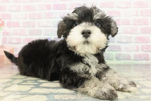 茨城県のシュナマル/マルシュナ(シュナウザー×マルチーズ) (Coo&RIKU石岡店/2025年12月16日生まれ/男の子/ブラックシルバー)の子犬の3枚目の画像