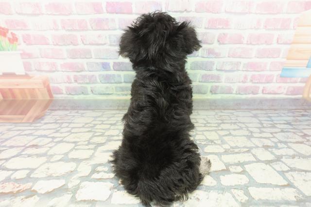 茨城県のシュナマル/マルシュナ(シュナウザー×マルチーズ) (Coo&RIKU石岡店/2025年12月16日生まれ/男の子/ブラックシルバー)の子犬の4枚目の画像