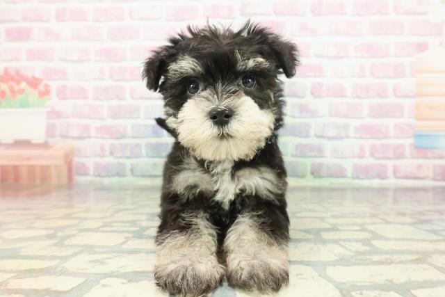 北海道のシュナマル/マルシュナ(シュナウザー×マルチーズ) (Coo&RIKU札幌西店/2025年12月16日生まれ/男の子/ブラックシルバー)の子犬の1枚目の画像