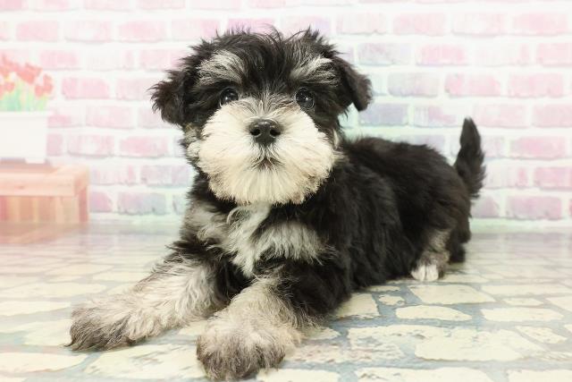 北海道のシュナマル/マルシュナ(シュナウザー×マルチーズ) (Coo&RIKU札幌西店/2025年12月16日生まれ/男の子/ブラックシルバー)の子犬の2枚目の画像