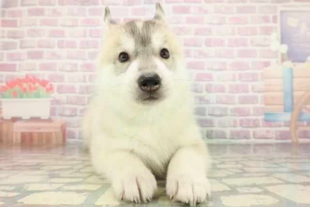 千葉県のシベリアンハスキー (Coo&RIKU東船橋店/2025年12月14日生まれ/男の子/シルバーホワイト)の子犬の1枚目の画像