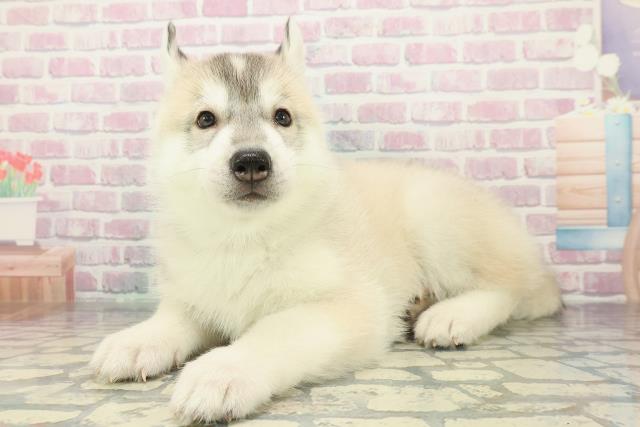 千葉県のシベリアンハスキー (Coo&RIKU東船橋店/2025年12月14日生まれ/男の子/シルバーホワイト)の子犬の2枚目の画像