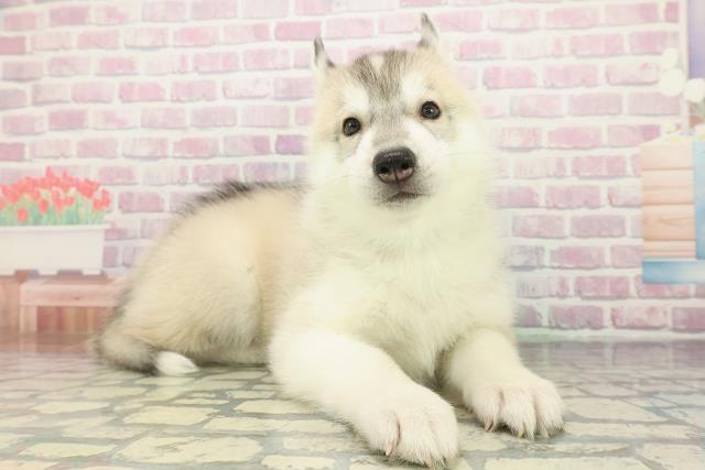 千葉県のシベリアンハスキー (Coo&RIKU東船橋店/2025年12月14日生まれ/男の子/シルバーホワイト)の子犬の3枚目の画像