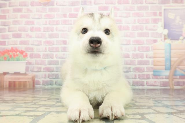 北海道のシベリアンハスキー (Coo&RIKU札幌東店/2025年12月14日生まれ/男の子/シルバーホワイト)の子犬の1枚目の画像