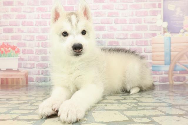 北海道のシベリアンハスキー (Coo&RIKU札幌東店/2025年12月14日生まれ/男の子/シルバーホワイト)の子犬の2枚目の画像