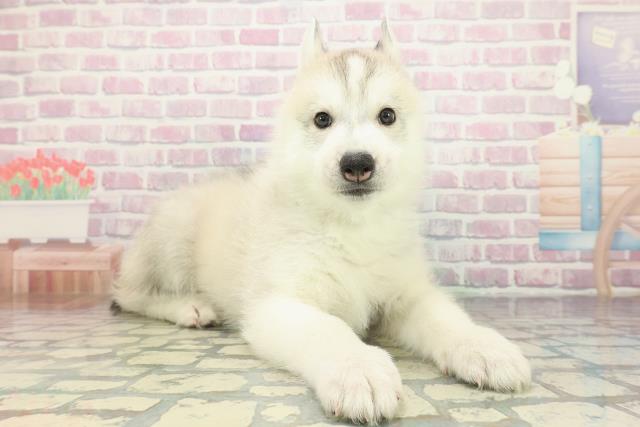 北海道のシベリアンハスキー (Coo&RIKU札幌東店/2025年12月14日生まれ/男の子/シルバーホワイト)の子犬の3枚目の画像