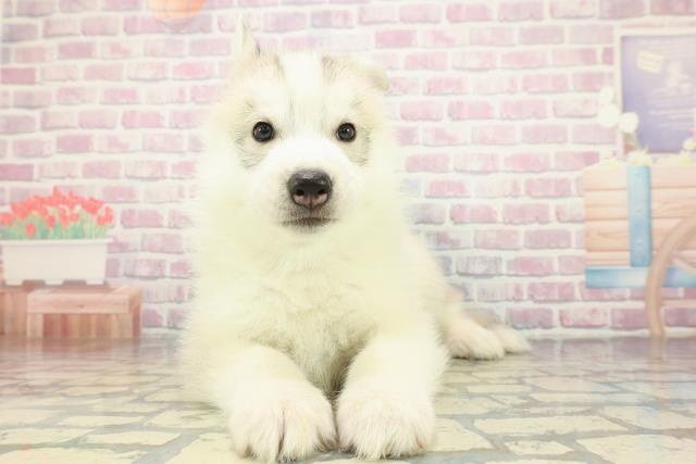 北海道のシベリアンハスキー (Coo&RIKU函館店/2025年12月14日生まれ/男の子/シルバーホワイト)の子犬の1枚目の画像