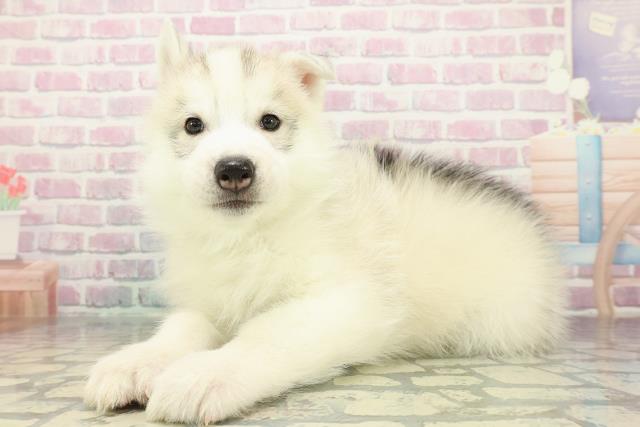 北海道のシベリアンハスキー (Coo&RIKU函館店/2025年12月14日生まれ/男の子/シルバーホワイト)の子犬の2枚目の画像