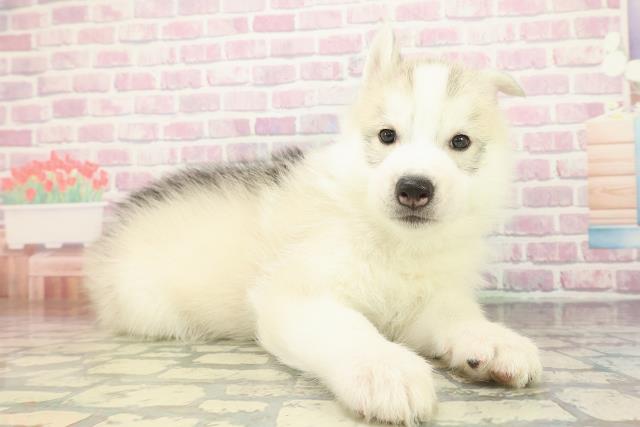 北海道のシベリアンハスキー (Coo&RIKU函館店/2025年12月14日生まれ/男の子/シルバーホワイト)の子犬の3枚目の画像