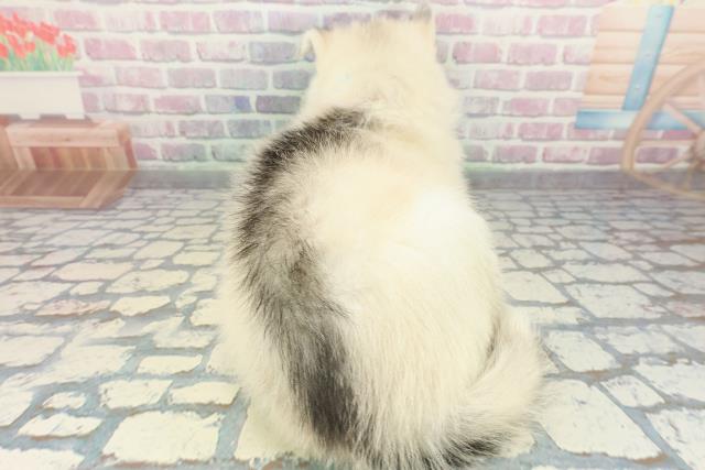 北海道のシベリアンハスキー (Coo&RIKU函館店/2025年12月14日生まれ/男の子/シルバーホワイト)の子犬の4枚目の画像