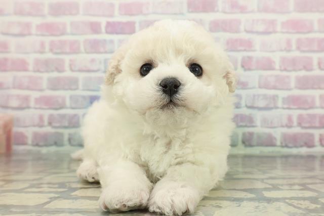 東京都のビションフリーゼ (Coo&RIKU武蔵小山店/2025年12月15日生まれ/男の子/ホワイト)の子犬