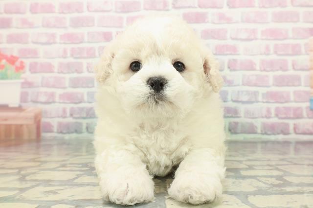 埼玉県のビションフリーゼ (Coo&RIKU春日部店/2025年12月13日生まれ/男の子/ホワイト)の子犬