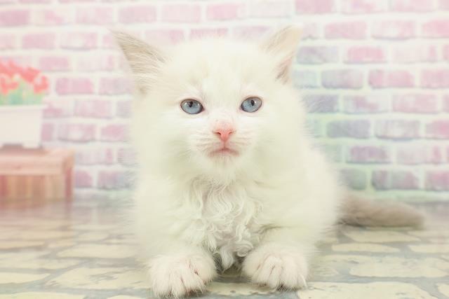 千葉県のラグドール (Coo&RIKU東船橋店/2025年12月8日生まれ/女の子/ブルーポイントバイカラー)の子猫