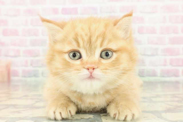 新潟県のミヌエット (Coo&RIKU新潟東店/2025年12月15日生まれ/男の子/レッドタビー)の子猫の1枚目の画像