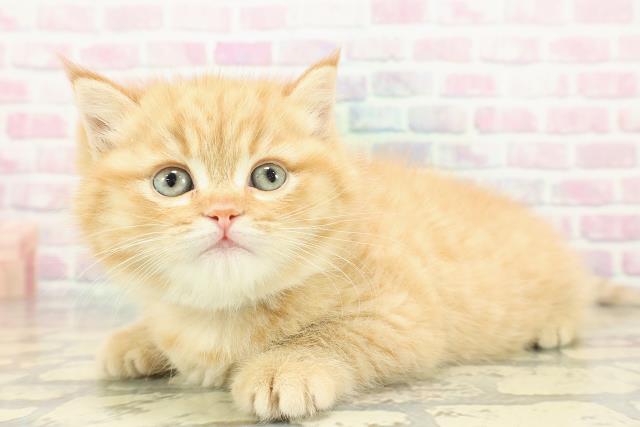 新潟県のミヌエット (Coo&RIKU新潟東店/2025年12月15日生まれ/男の子/レッドタビー)の子猫の2枚目の画像