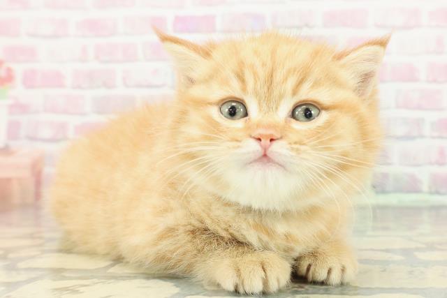 新潟県のミヌエット (Coo&RIKU新潟東店/2025年12月15日生まれ/男の子/レッドタビー)の子猫の3枚目の画像