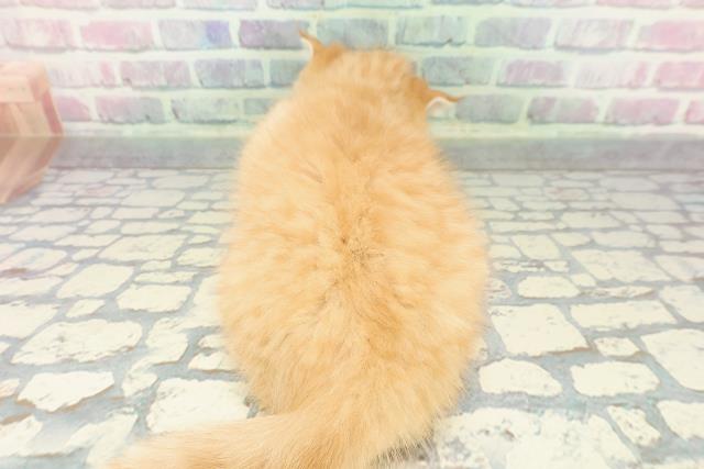 新潟県のミヌエット (Coo&RIKU新潟東店/2025年12月15日生まれ/男の子/レッドタビー)の子猫の4枚目の画像