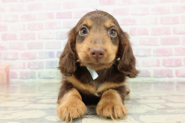 茨城県のミニチュアダックスフンド(ロング) (Coo&RIKU日立店/2025年12月14日生まれ/男の子/チョコレートタン)の子犬の1枚目の画像