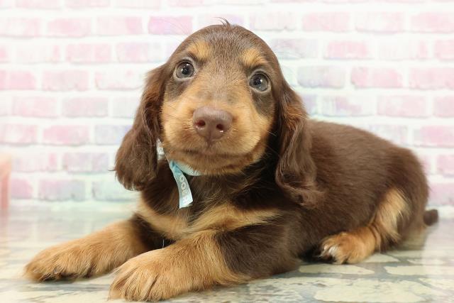 茨城県のミニチュアダックスフンド(ロング) (Coo&RIKU日立店/2025年12月14日生まれ/男の子/チョコレートタン)の子犬の2枚目の画像