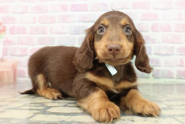 茨城県のミニチュアダックスフンド(ロング) (Coo&RIKU日立店/2025年12月14日生まれ/男の子/チョコレートタン)の子犬の3枚目の画像