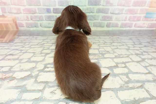 茨城県のミニチュアダックスフンド(ロング) (Coo&RIKU日立店/2025年12月14日生まれ/男の子/チョコレートタン)の子犬の4枚目の画像